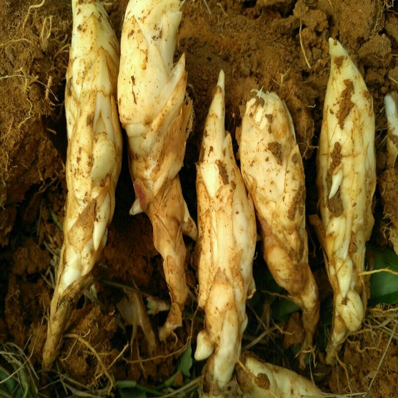 精选冬薯竹薯新鲜5斤包邮竹芋绵薯节薯冬笋薯苓薯根冬芋冬粉单品