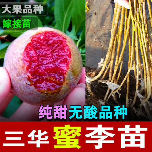 正宗三华蜜李纯甜无酸大果品种产地直发嫁接苗脆李苗红心李苗