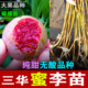 正宗三华蜜李纯甜无酸大果品种产地直发嫁接苗脆李苗红心李苗