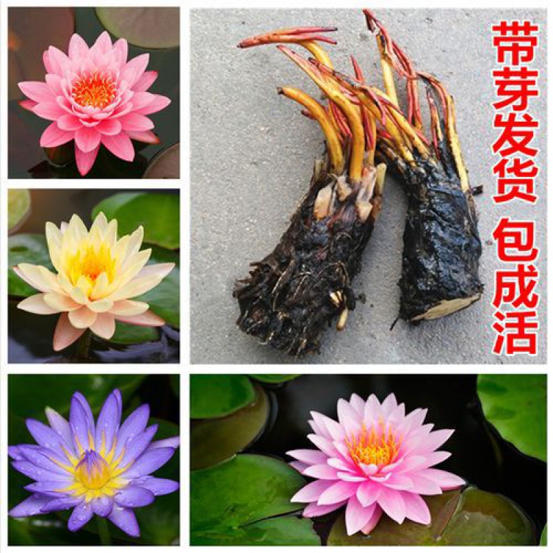 水培睡莲盆栽，带花苞根块