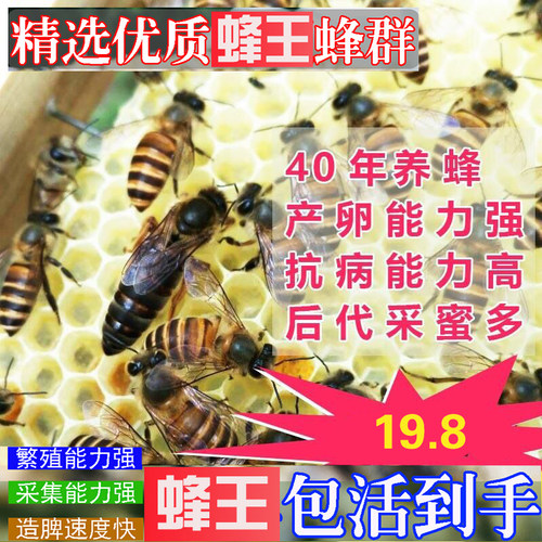 中蜂王优质种蜂王处女王蜜蜂阿坝王开产卵王笼蜂活体蜂群王双色王