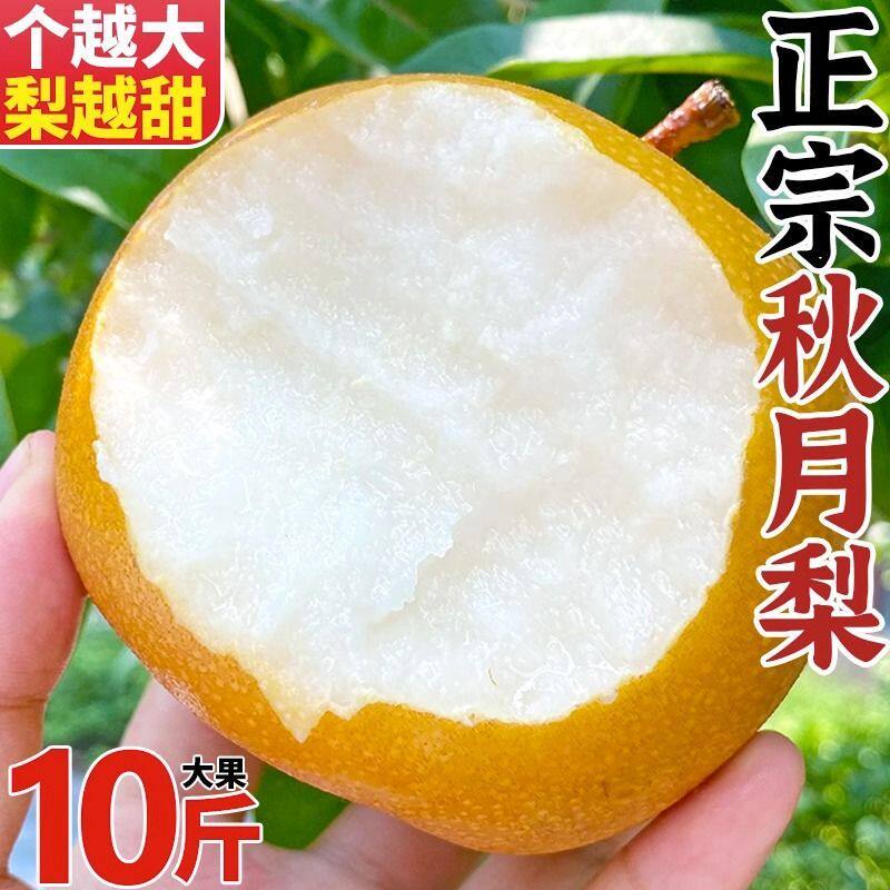 精品安徽砀山梨秋月梨3/5/10斤脆甜现摘当季新鲜水果梨子整箱