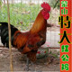 老公鸡 一年 草鸡土鸡走地鸡跑山鸡顺丰 农家散养 沂蒙山大公鸡
