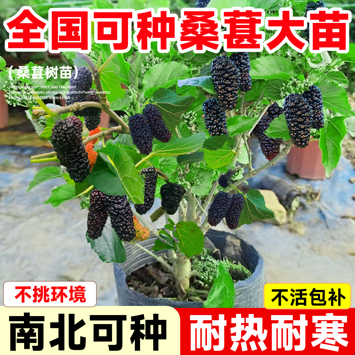 正宗长果桑葚树苗嫁接盆栽地栽耐寒抗旱南北种植无籽大十当年结果