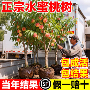 桃树果苗早熟水蜜桃黄桃嫁接新品种桃子苗树庭院水果树南北方种植