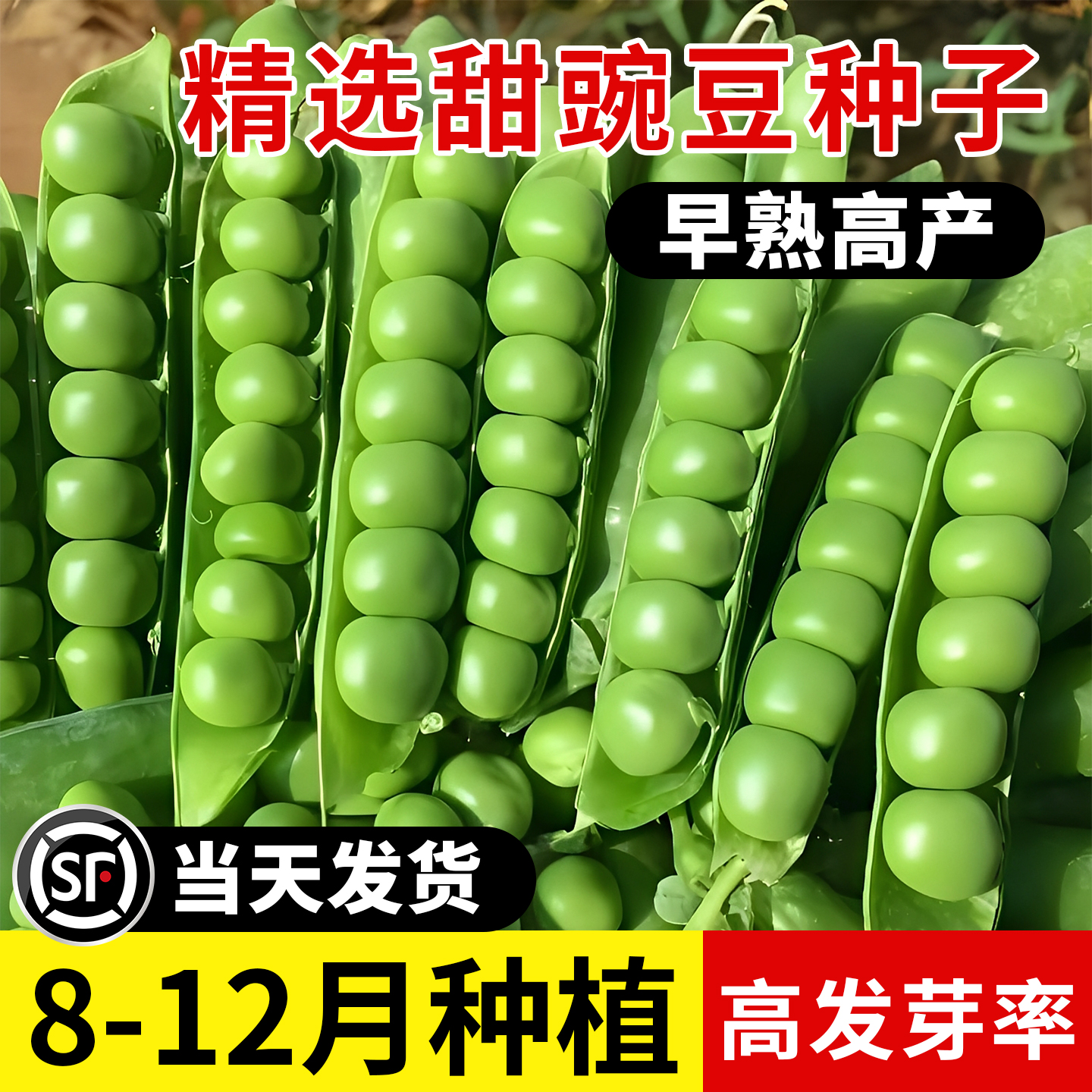 耐寒甜豌豆种子早熟高产
