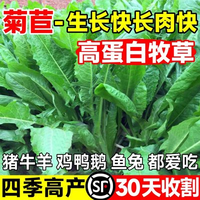 大叶菊苣草种籽将军子多年生