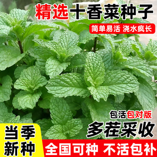 河南十香菜种籽食用鱼香菜草种子小叶留兰香薄荷四季盆栽蔬菜苗秧