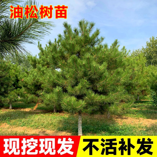 油松树苗庭院门前种植盆栽地栽名贵风景树绿化工程苗木耐寒植物
