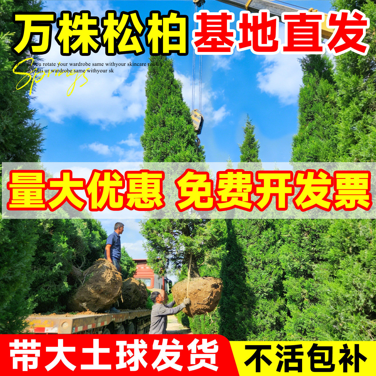 松柏树苗四季常青柏树塔柏侧柏图片