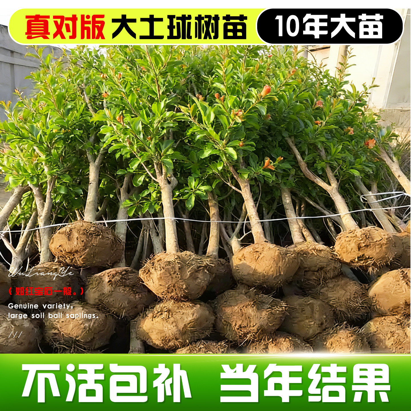 石榴树庭院果树苗盆栽老桩大树特大突尼斯软籽石榴大红袍南方果树