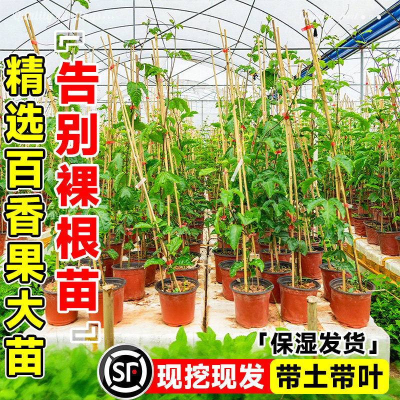 百香果树苗黄金9号带土带叶爬藤图片
