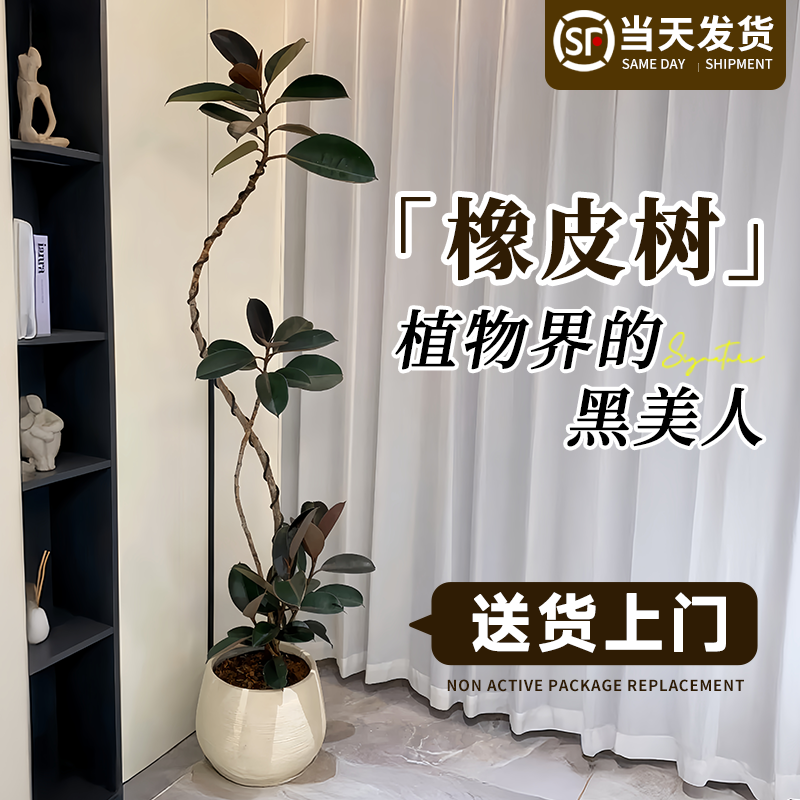 【拍照选货送货上门】造型橡皮树