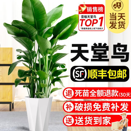天堂鸟绿植高级感客厅大盆栽室内落地大型花卉植物鹤望兰四季好养
