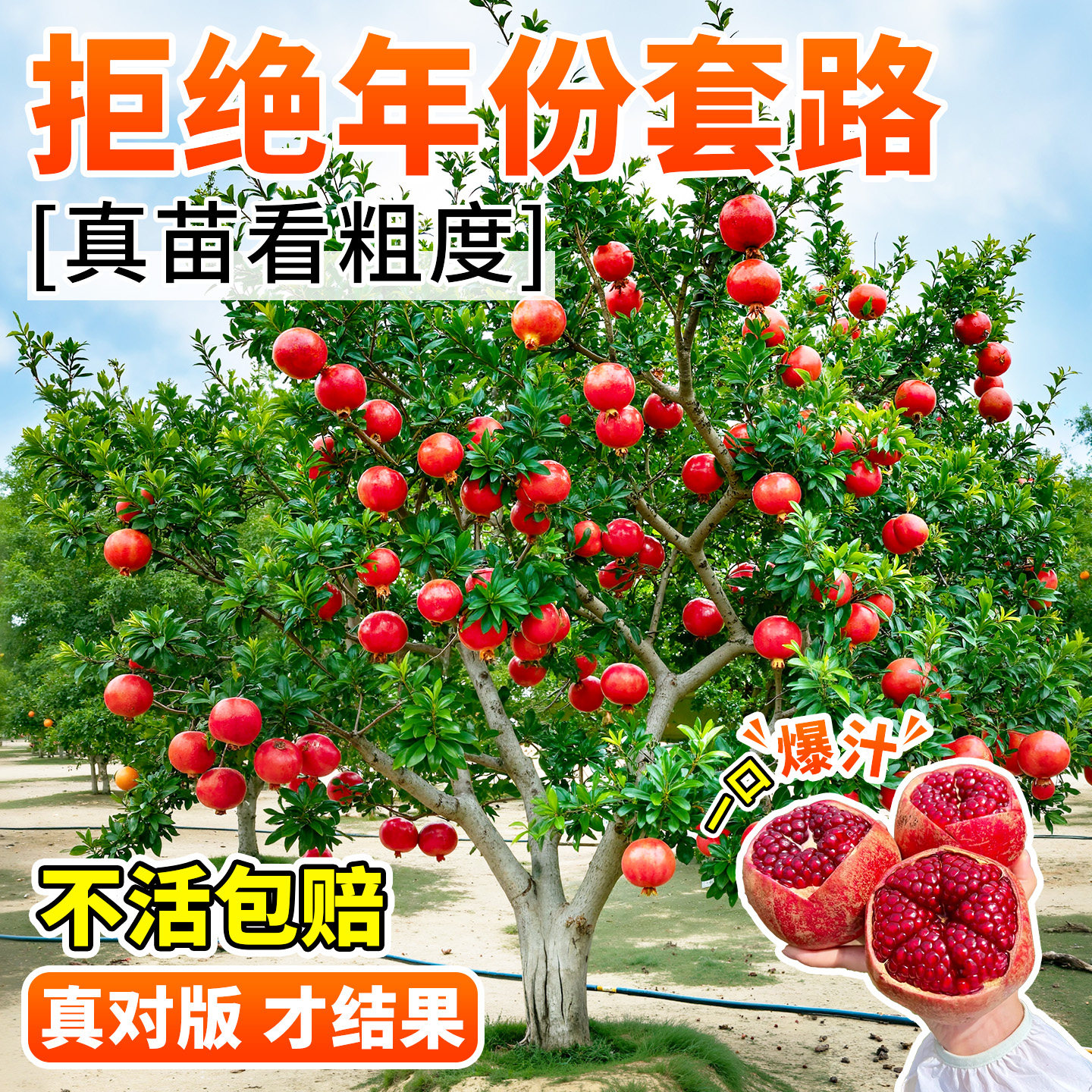 石榴树树苗庭院盆栽带土南方突尼斯软籽特大红袍无籽果树果苗大全