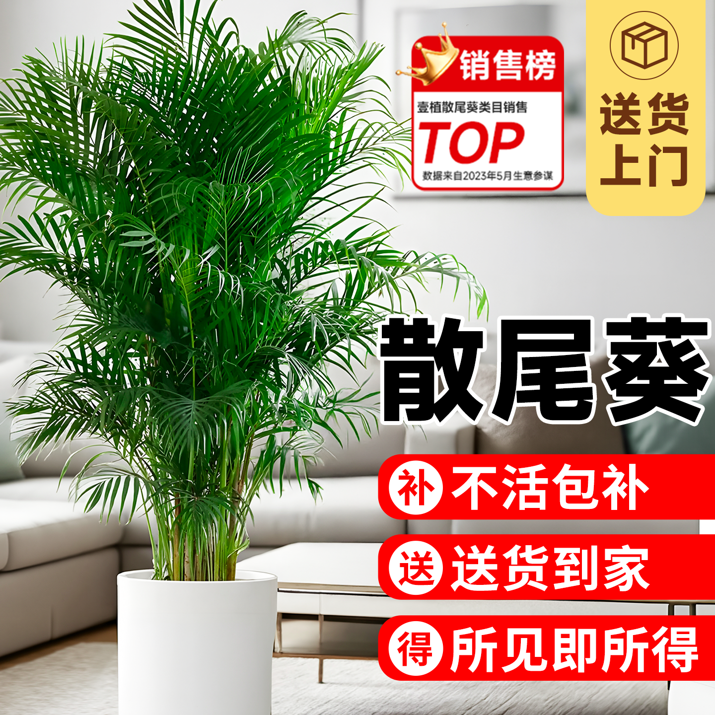 散尾葵客厅大型绿植【当天发货】