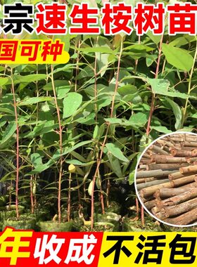 速生桉树苗广29尤加利树盆栽桉树树苗室外四季常青园林绿化树苗
