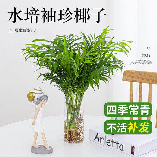 水培植物袖珍椰子盆栽四季常青