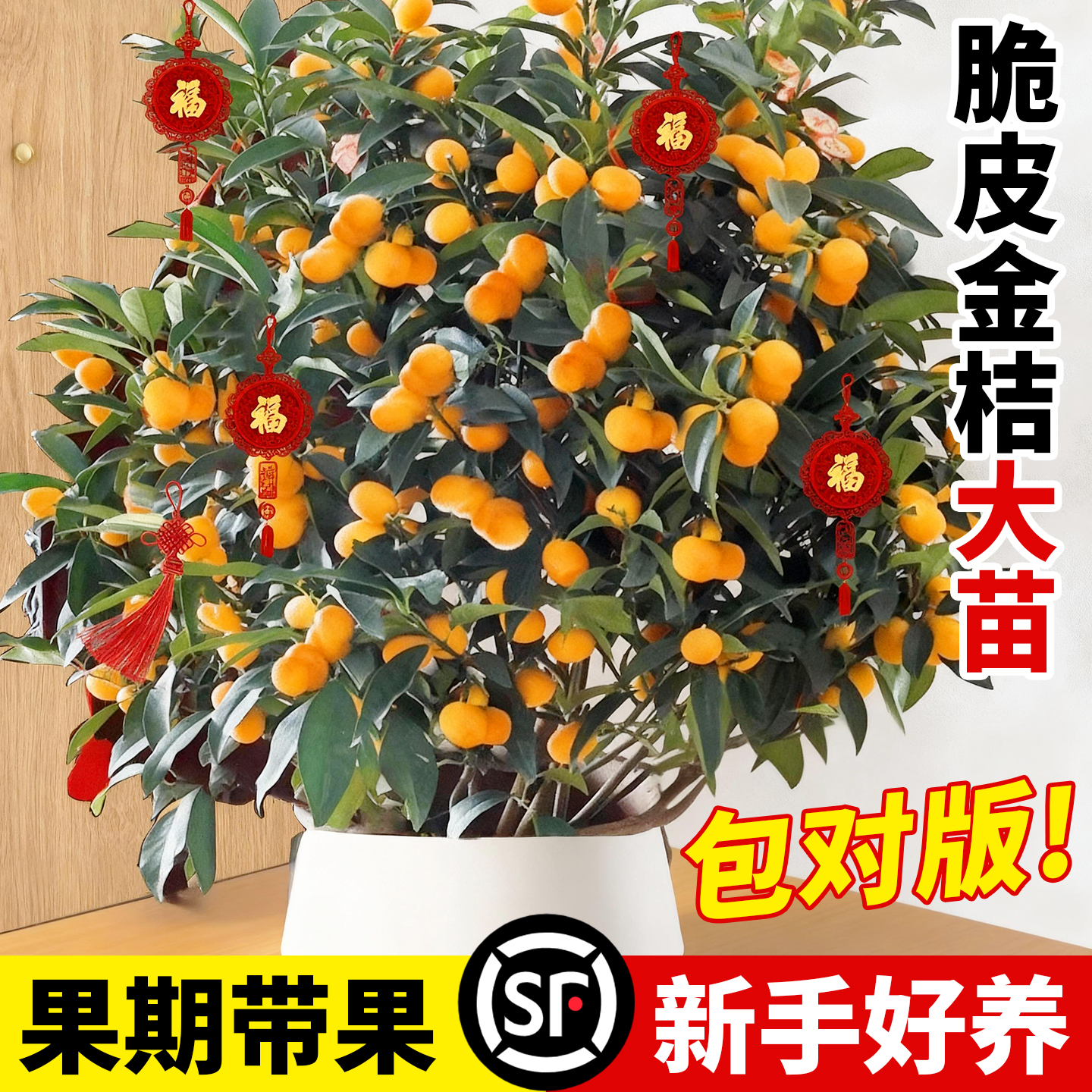 壹植当年结果脆皮金桔树特大苗