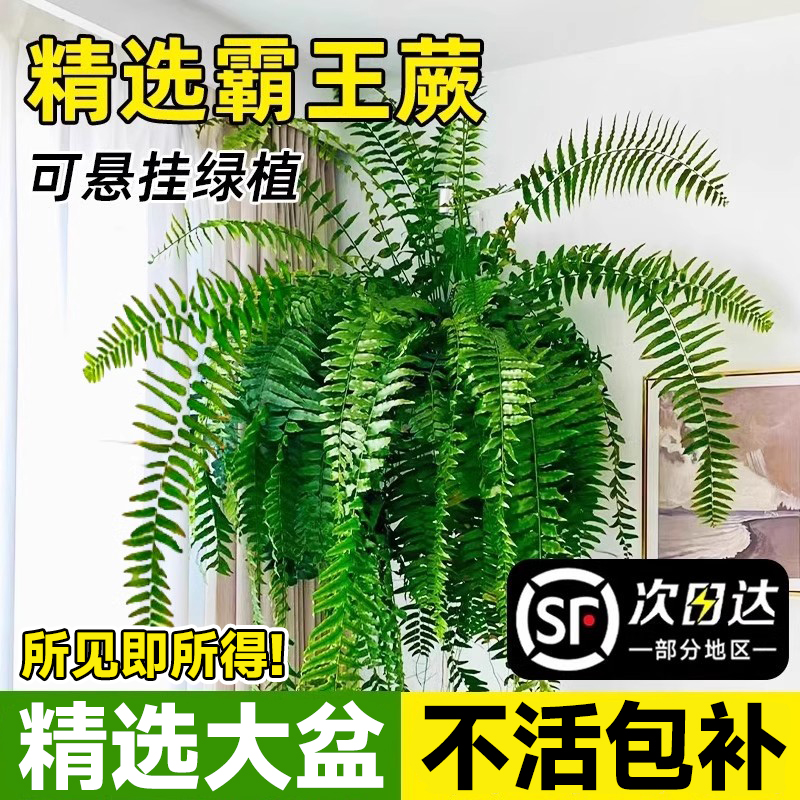 霸王蕨盆栽大盆长藤叶垂吊肾蕨客厅室内雨林波斯顿蕨类天花板绿植