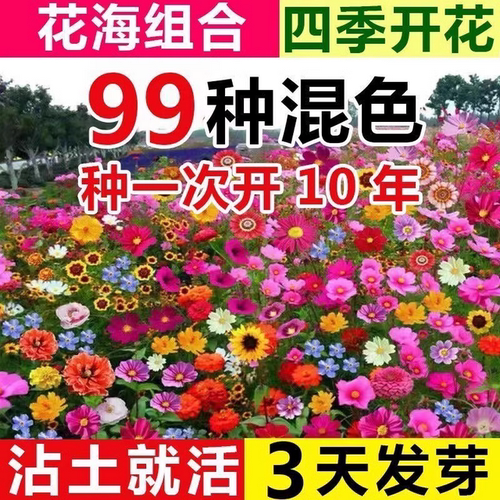 壹植野花组合种子四季播种