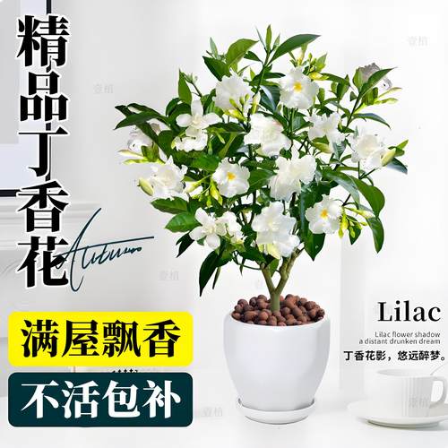 丁香花盆栽地栽花卉植物庭院阳台室内浓香白花美观四季开花好养活