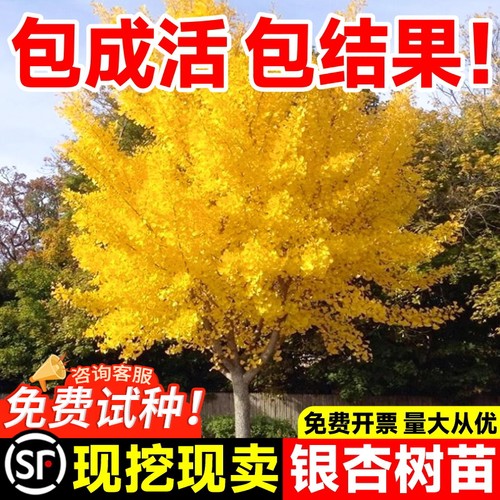银杏树金叶白果树活苗绿化风景树
