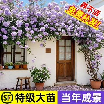 蔷薇花苗藤本月季花树大苗庭院爬图片