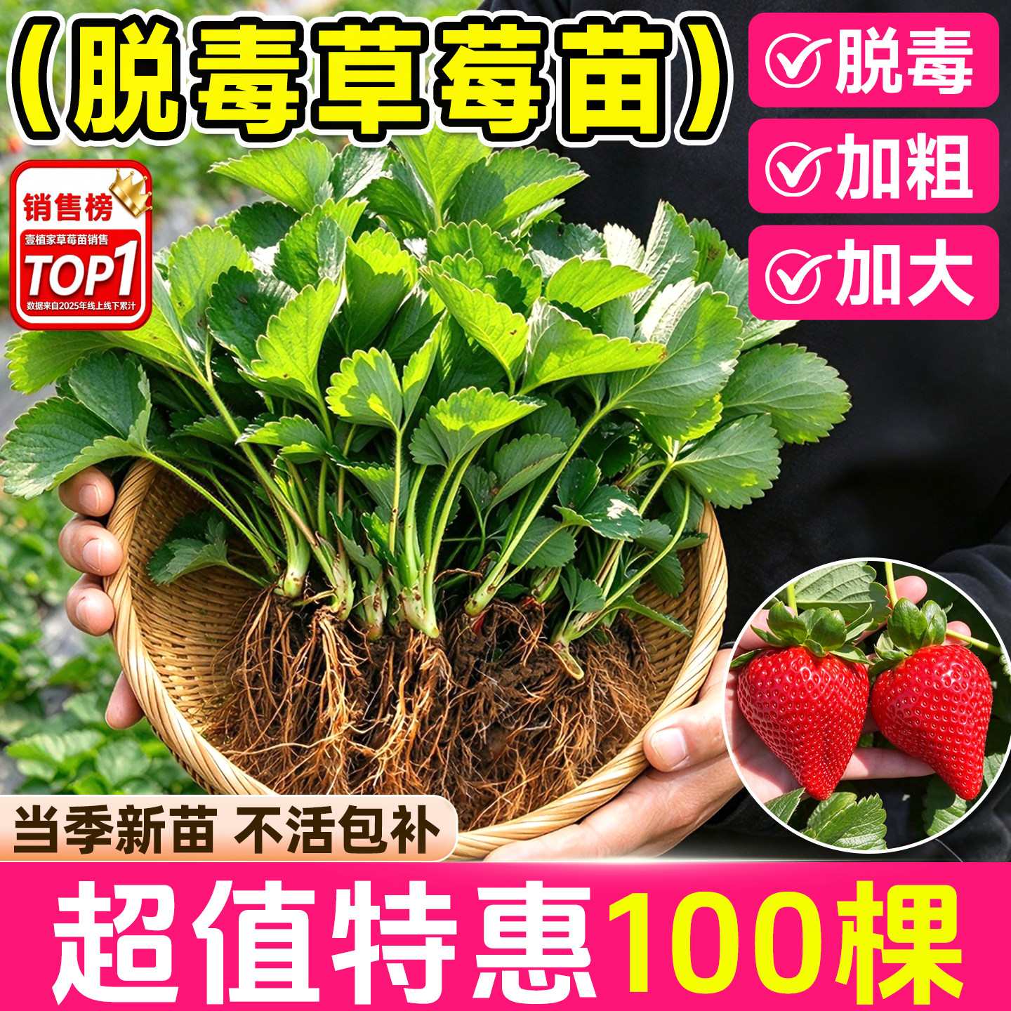 四季草莓秧苗奶油丹东草莓新苗批发大棚种植草莓当年结果带土果苗