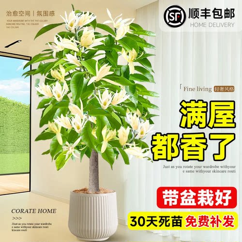 白玉兰花树苗带花苞四季黄角盆栽