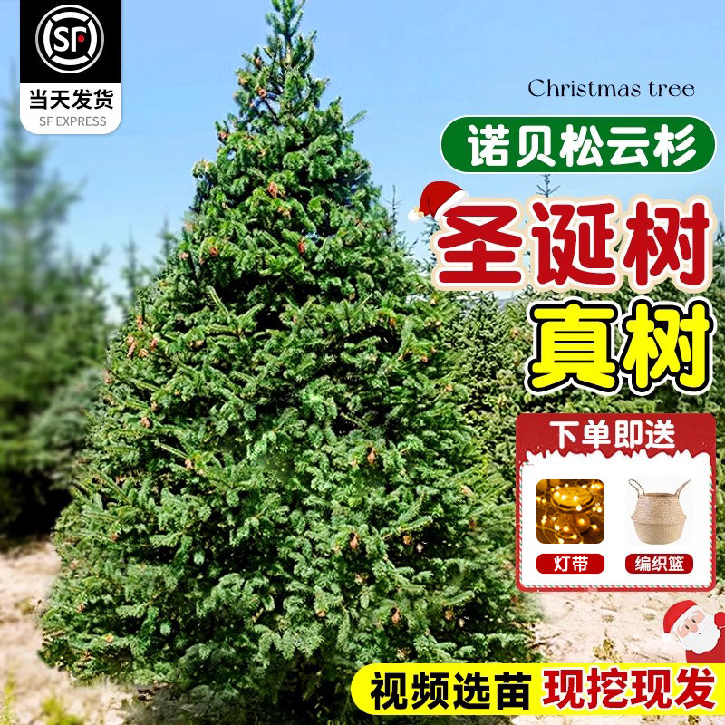 真的圣诞树真树诺贝松挪威云杉盆栽客厅装饰大小型2025新款圣诞节