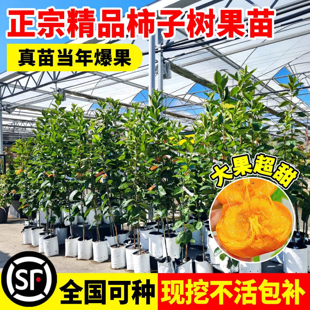 柿子苗树脆甜无核南北方种植包活