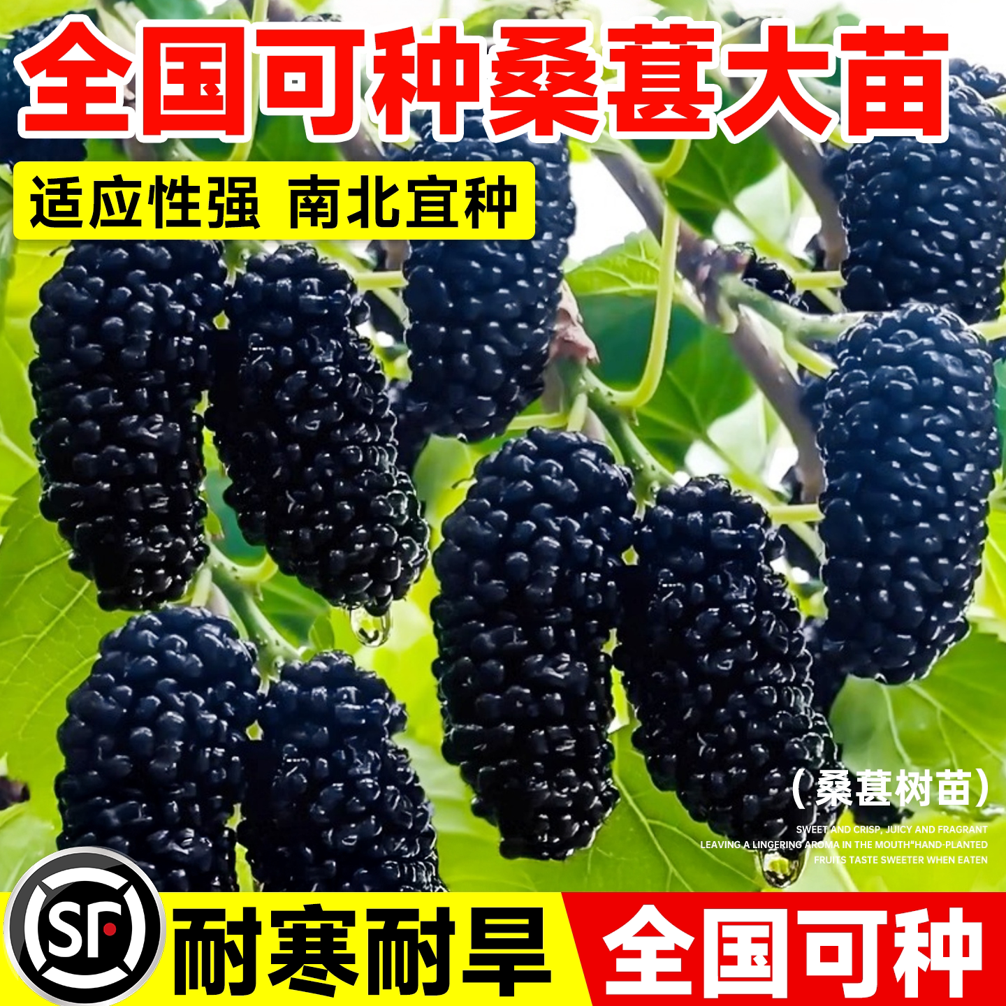 桑葚树苗嫁接盆栽阳台庭院地栽耐寒长果南北种植果树果苗当年结果