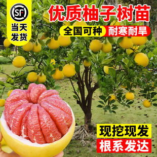 柚子树苗果树果苗沙田柚特大红心蜜柚庭院嫁接树苗南北方四季好养