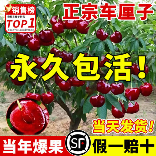 车厘子果树果苗庭院盆栽当年结果