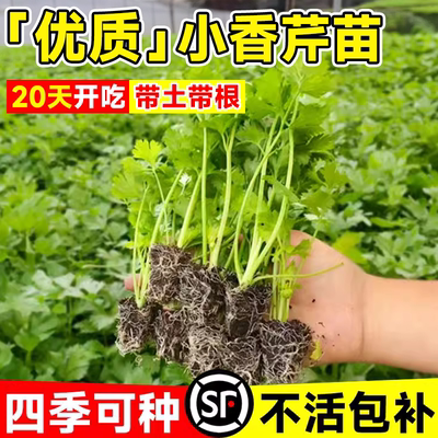 四季小香芹菜苗秧皇后西芹苗四季