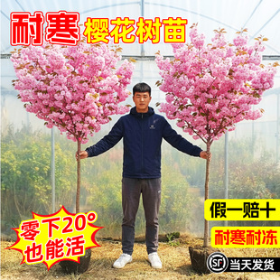 樱花树苗重瓣盆栽室内四季外阳台庭院植物开花绿化风景树苗木耐寒