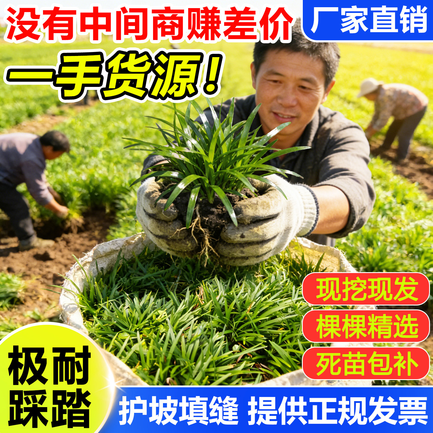 矮麦冬草苗日本玉龙草绿化植物苗