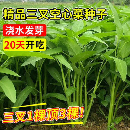 空心菜种子种籽三叉空心菜