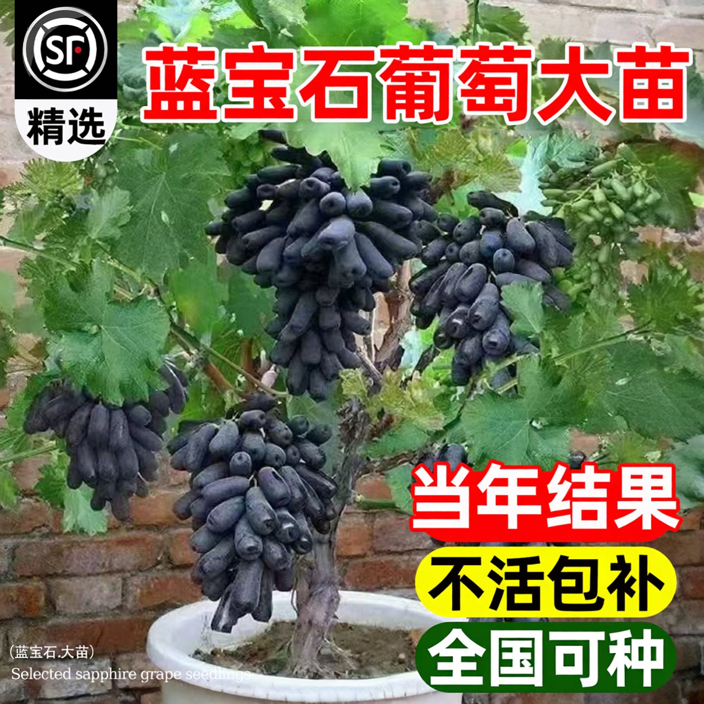 蓝宝石葡萄苗特大带土盆栽地栽苗图片