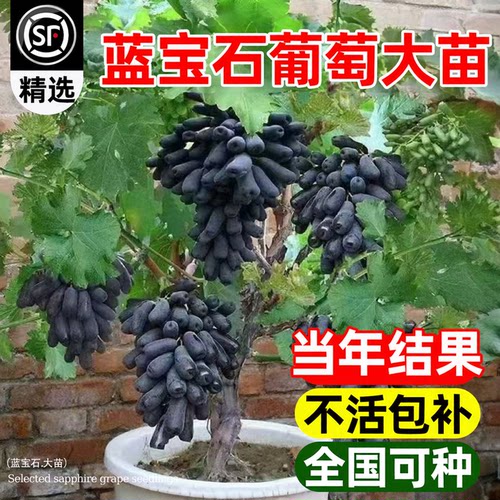 蓝宝石葡萄苗特大带土盆栽地栽苗