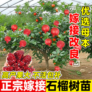 石榴树树苗突尼斯软籽庭院地栽老桩嫁接耐寒特大全国种植果树果苗