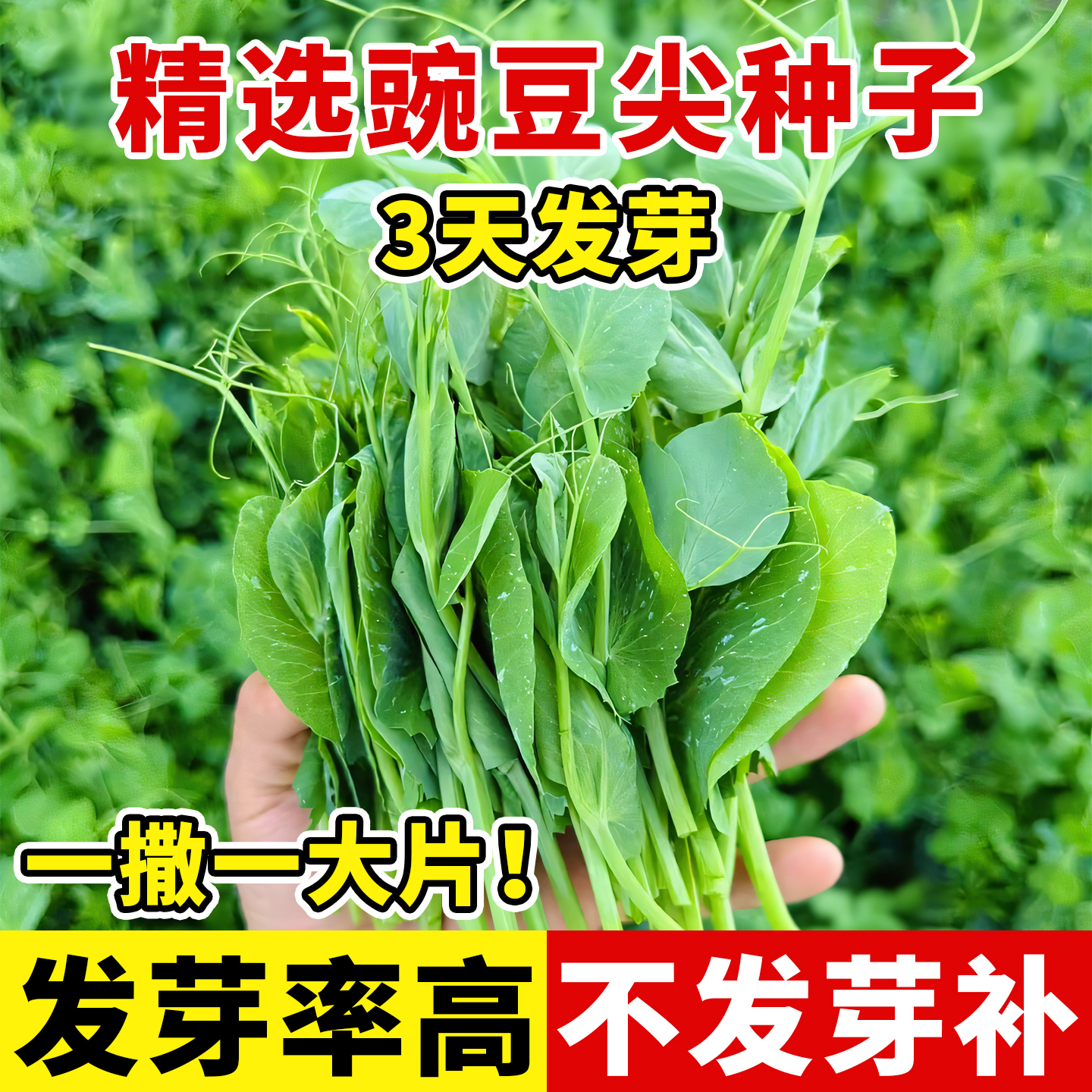 豌豆尖种子无须豌豆苗