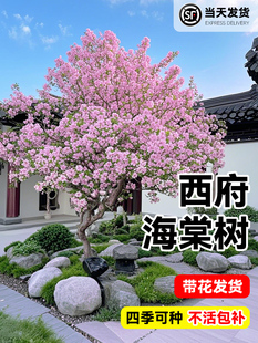 海棠树苗高杆西府垂丝海棠树苖果树庭院盆栽地四季开花大型风景树