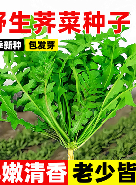 野生荠菜种子大叶荠荠菜鲜活新种籽农家阳台四季易活绿色健康蔬菜