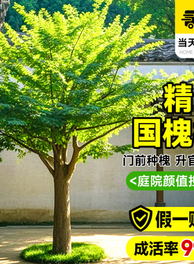 国槐树苗大树绿化速生国槐苗小苗南北方种植行道树庭院道路风景树