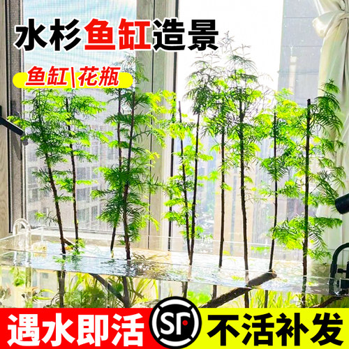 水杉水培鱼缸造景树苗老桩盆栽