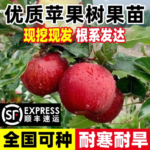 苹果树果苗种植耐寒耐旱当年结果