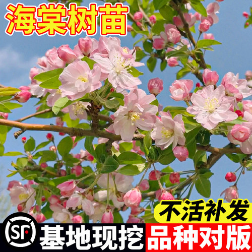 高杆海棠花树苗不活补发带土发货
