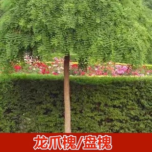 龙爪槐树苗植物国槐黄金槐洋槐耐寒观赏地栽庭院南北方种植